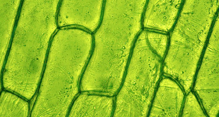 Crop Quantative Genetics